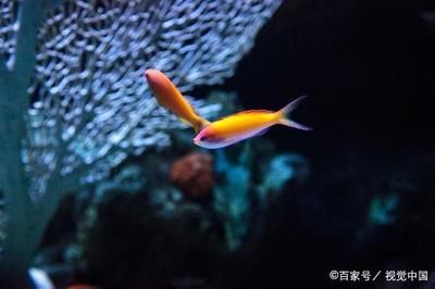 觀賞魚名貴品種有哪些（名貴觀賞魚鑒別） 薩伊藍(lán)魚 第4張