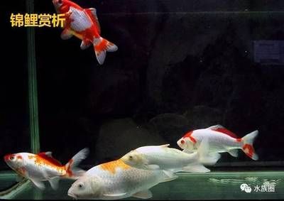 觀賞魚的分類鑒別和鑒賞方法（熱帶淡水觀賞魚分類鑒別和鑒別和鑒別方法） 黑水素 第1張