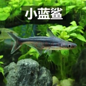 常溫觀賞魚有哪些類型（常溫觀賞魚的種類） PH調(diào)節(jié)劑 第3張