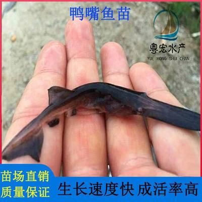 廣州觀賞魚養(yǎng)殖基地有哪些品種的（30篇廣州觀賞魚養(yǎng)殖基地推薦廣州觀賞魚養(yǎng)殖基地） 杰西卡恐龍魚 第4張