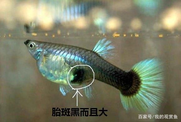 觀賞魚眼睛黑了怎么辦（如何處理觀賞魚眼睛變黑的問題） 龍魚芯片掃碼器 第4張