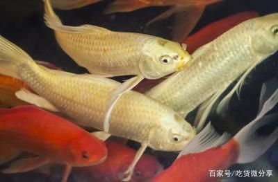 龍魚是什么樣的魚（關(guān)于龍魚的問題）