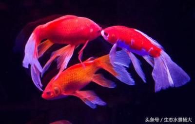 龍魚是什么樣的魚（關(guān)于龍魚的問題） 水族問答 第4張