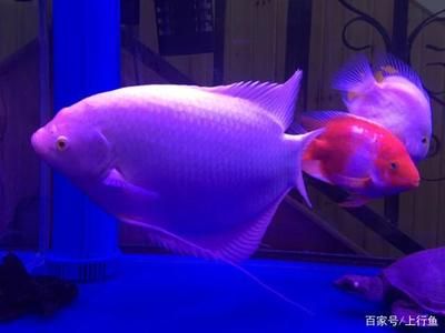 觀賞魚互動性排行（如何提高觀賞魚互動性） 森森魚缸 第4張