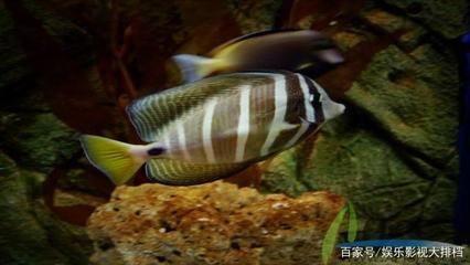 海水觀賞魚養(yǎng)殖（海水觀賞魚的繁殖技術(shù)）