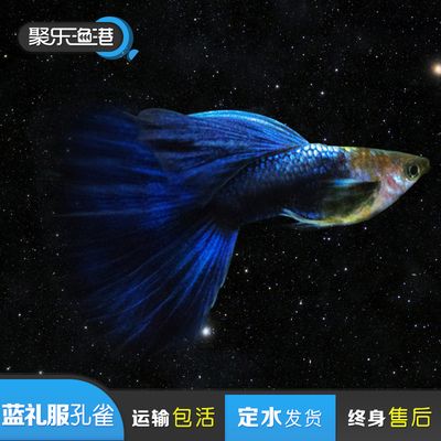 觀賞魚寄什么快遞好（如何選擇觀賞魚快遞公司） 帝王迷宮魚 第3張