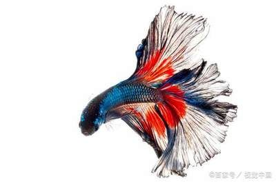 觀賞魚之友（發(fā)送水水族箱的養(yǎng)護(hù)秘籍） 恐龍王魚 第3張