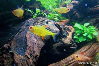 觀賞魚檸檬鯽能食用嗎（觀賞魚與食用魚的區(qū)別）