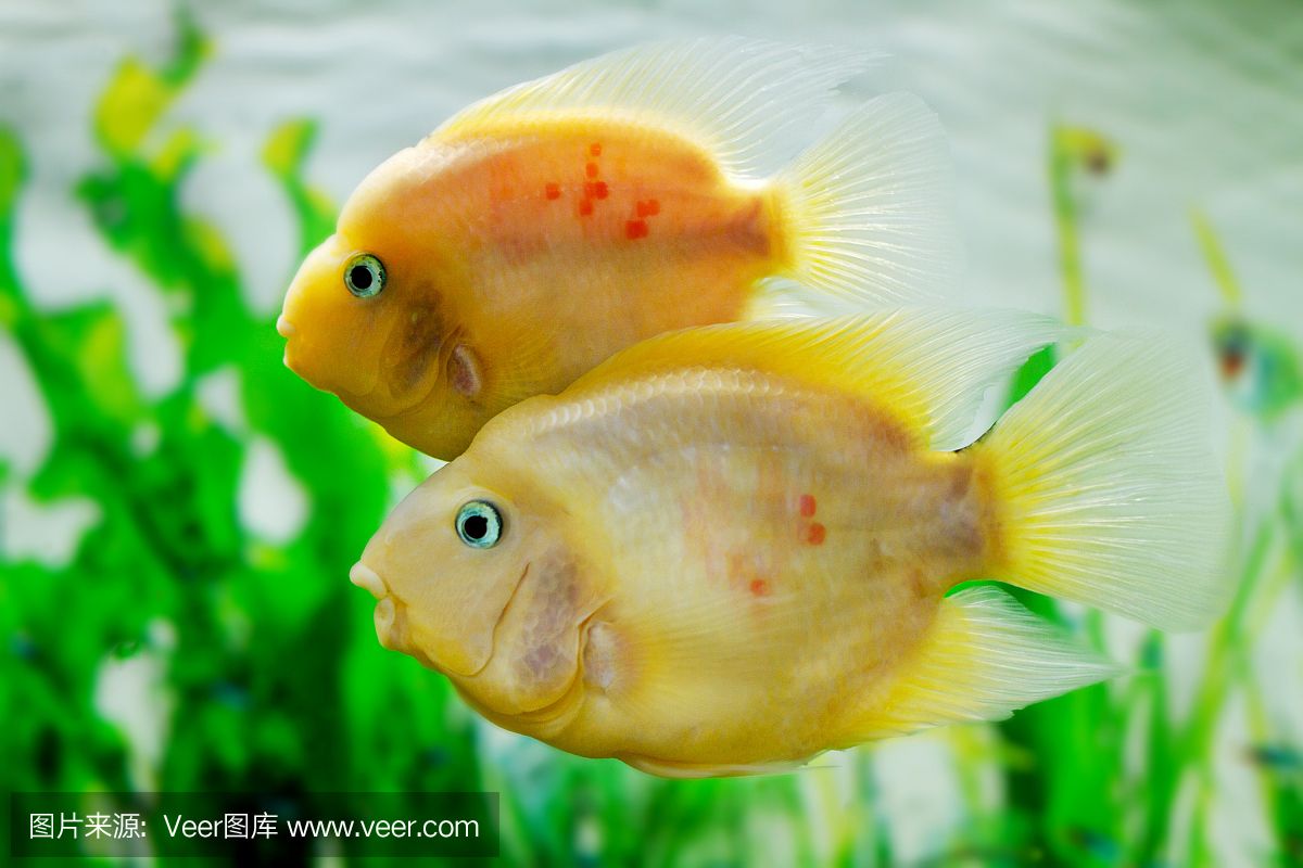 觀賞魚檸檬鯽能食用嗎（觀賞魚與食用魚的區(qū)別） 魚缸等水族設(shè)備 第4張