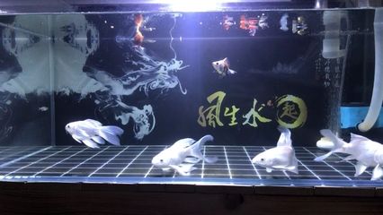 蝴蝶鯉魚缸背景貼紙選擇（如何選擇合適的魚缸背景貼紙）