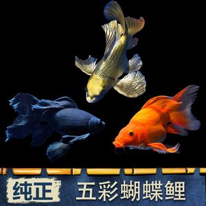 蝴蝶鯉魚缸背景貼紙選擇（如何選擇合適的魚缸背景貼紙）