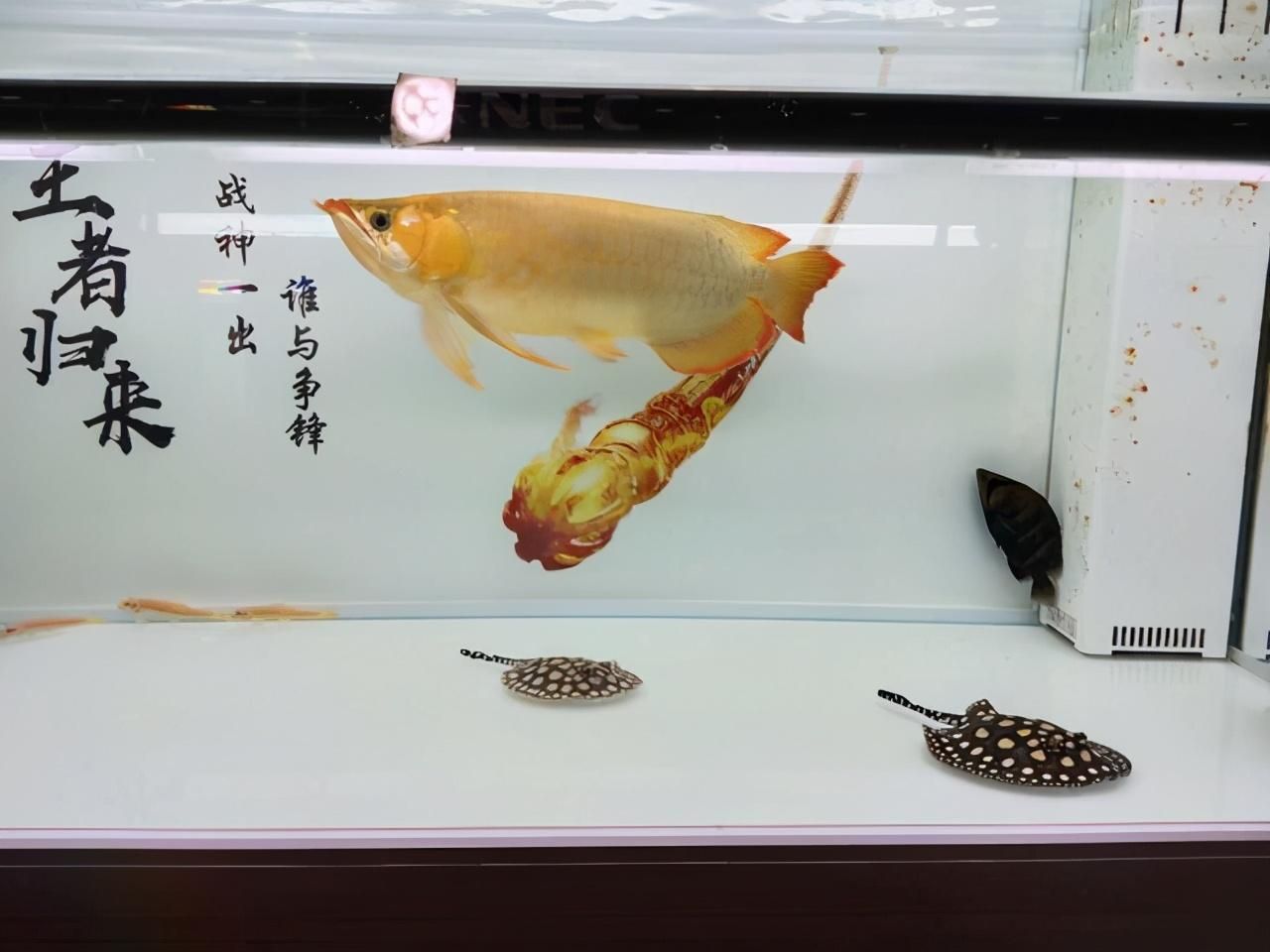 觀賞魚售賣形式（觀賞魚售賣的幾種形式） 申古銀版魚 第4張