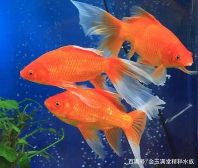 觀賞魚 推薦（觀賞魚的養(yǎng)護(hù)技巧） 野生埃及神仙魚 第1張