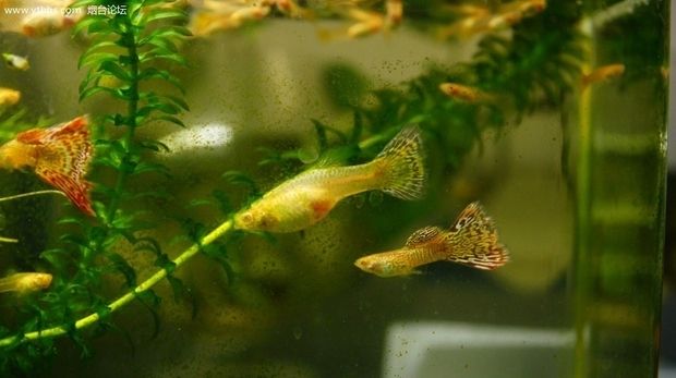 除藻劑會傷害魚和水草嗎（除藻劑會對魚和水草產(chǎn)生影響嗎？） 龍魚麻藥（祥龍Nika） 第1張