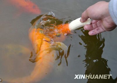 觀賞魚投食時(shí)間（觀賞魚的投食時(shí)間和量） 南美異形觀賞魚 第3張