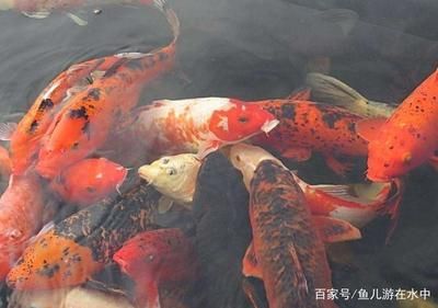 觀賞魚投食時(shí)間（觀賞魚的投食時(shí)間和量） 南美異形觀賞魚 第4張