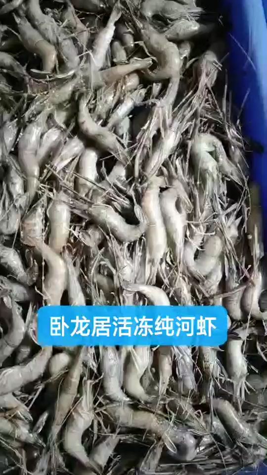 唐山臥龍居精品手工魚(yú)食（臥龍居常年有這種活凍純河蝦(大爪和小爪)）