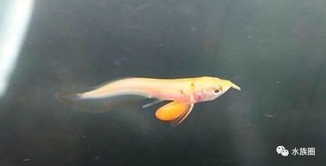 白子魚（白子魚是一種什么樣的魚？） 細線銀版魚 第2張