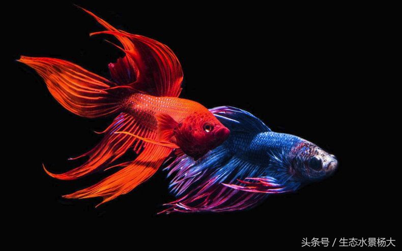 斗魚為什么不能一起養(yǎng)（斗魚可以一起養(yǎng)嗎？） 福滿鉆魚 第4張