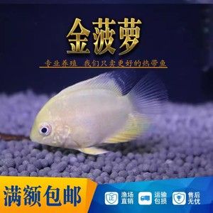 菠蘿魚活體（菠蘿魚怎么養(yǎng)？）