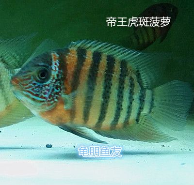 菠蘿魚活體（菠蘿魚怎么養(yǎng)？）