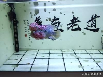 觀賞魚無緣無故死亡了（觀賞魚為什么會死亡） 觀賞魚市場（混養(yǎng)魚） 第1張