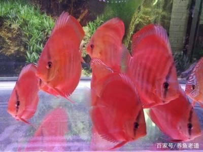 觀賞魚無緣無故死亡了（觀賞魚為什么會死亡） 觀賞魚市場（混養(yǎng)魚） 第4張