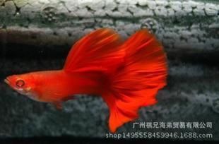 國(guó)外觀賞魚批發(fā)商有哪些品牌（觀賞魚養(yǎng)殖技術(shù)的新進(jìn)展） 紅尾平克魚 第1張