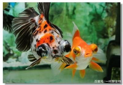 觀賞魚染色劑（染色劑在觀賞魚飼養(yǎng)中得到了廣泛觀賞魚的應用和價值） 大白鯊魚苗 第4張