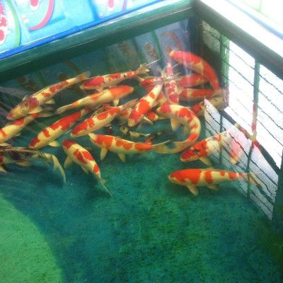 觀賞魚零售價格多少錢（觀賞魚的價格根據(jù)品種、大小、顏色等因素有所不同） 金老虎魚 第3張