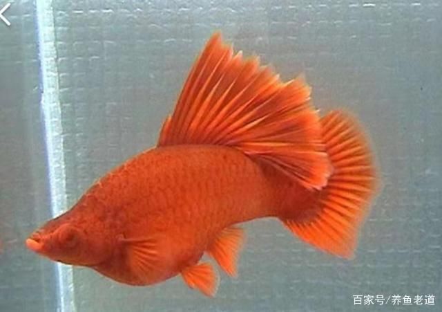 觀賞魚壽命最長的魚（觀賞魚中最長壽的魚是什么魚？） 天王紅龍 第4張