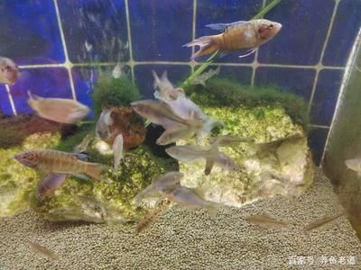 觀賞魚熱帶魚小型魚能混養(yǎng)嗎（原生觀賞魚與小型熱帶魚的區(qū)別） 朱巴利魚 第1張