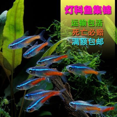 草魚觀賞魚壽命（草魚的壽命和養(yǎng)殖技巧） 祥龍魚場(chǎng) 第3張