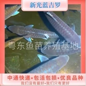 紅吉羅魚價格（紅吉羅魚價格大致在200元左右一條300元左右一條） 魚糧魚藥 第2張