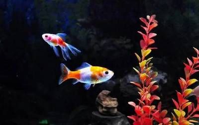 白色大觀賞魚可以吃嗎有毒嗎（白色大觀賞魚可以安全食用主要取決于以下幾個因素）