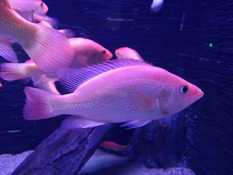 紅老虎魚（紅老虎魚與其他觀賞魚的區(qū)別）