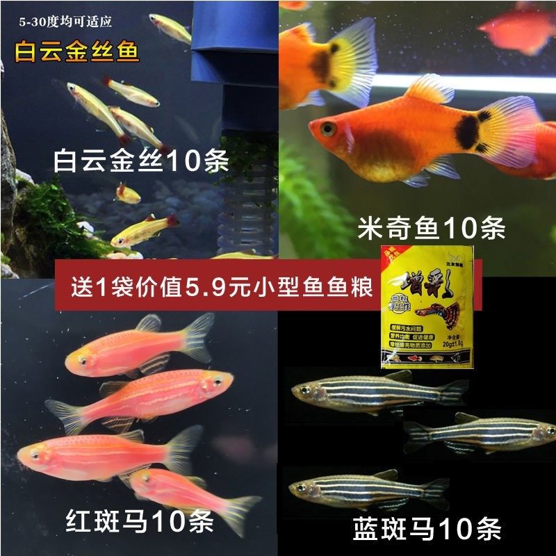 淡水觀賞魚(yú)什么魚(yú)最好養(yǎng)的多（常見(jiàn)的淡水觀賞魚(yú)） 網(wǎng)上購(gòu)買觀賞魚(yú) 第1張