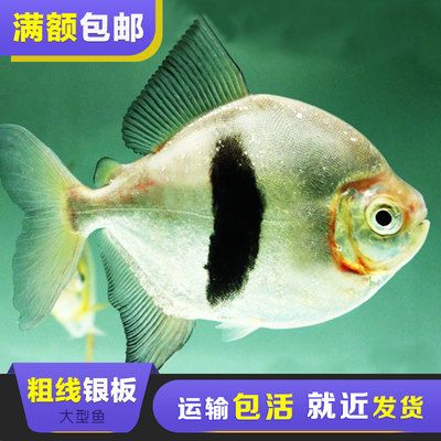 粗線銀板魚眼突怎么治了（--2萬單位抗生素升溫2萬單位抗生素） 觀賞龜/鱉飼料 第3張