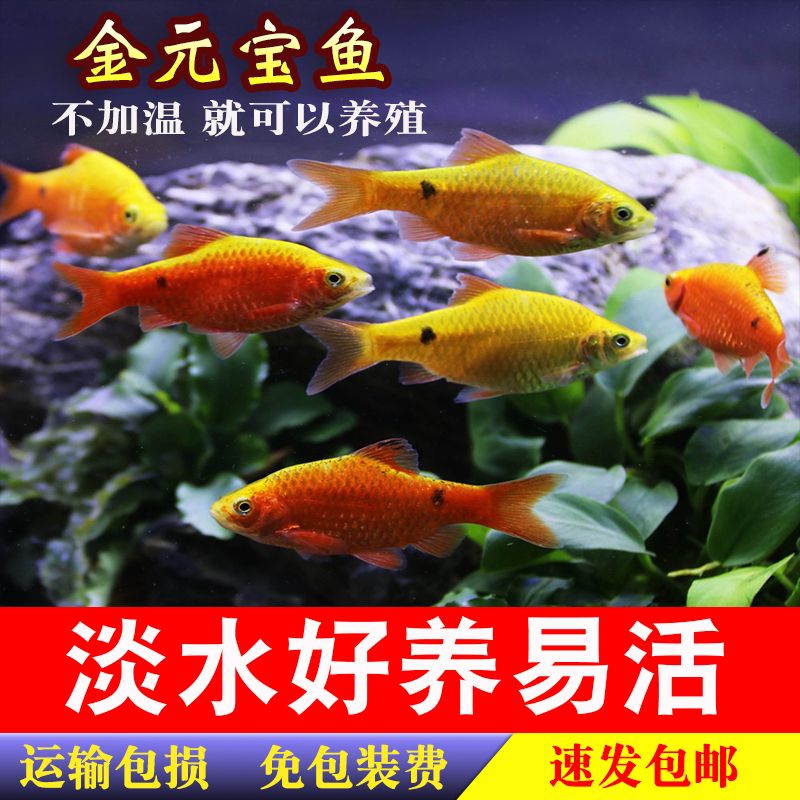 國外觀賞魚怎樣帶回國內(nèi)養(yǎng)（國外觀賞魚運輸需要注意什么？） 銀龍魚苗 第3張