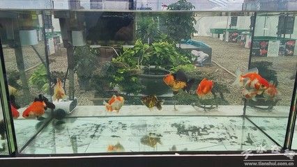 觀賞魚平臺有哪些品種（觀賞魚品種的起源與發(fā)展觀賞魚的起源與發(fā)展觀賞魚的區(qū)別）