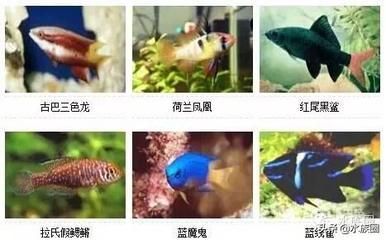 觀賞魚愛好者叫什么名字好聽（如何給觀賞魚命名？） 月光鴨嘴魚 第2張