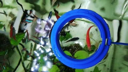 觀賞魚(yú)的懷孕周期（觀賞魚(yú)的懷孕周期因素對(duì)觀賞魚(yú)的繁殖習(xí)性和懷孕周期的影響） 武吉美拉金龍魚(yú) 第2張