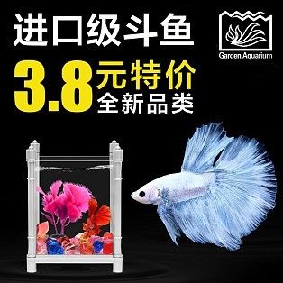 海魚觀賞魚怎么樣（海水觀賞魚的養(yǎng)護(hù)秘籍） 黑桃A魚 第2張