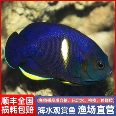 海魚觀賞魚怎么樣（海水觀賞魚的養(yǎng)護(hù)秘籍） 黑桃A魚 第1張