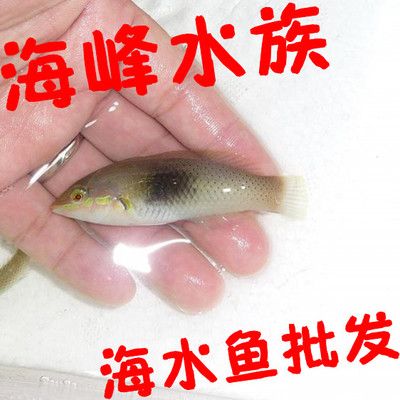 海魚觀賞魚怎么樣（海水觀賞魚的養(yǎng)護(hù)秘籍） 黑桃A魚 第3張