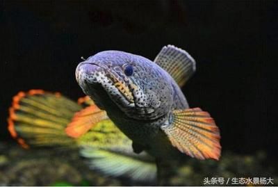 黑土魚(yú)觀賞魚(yú)（關(guān)于黑土魚(yú)的一些詳細(xì)信息） 朱巴利魚(yú)苗 第1張