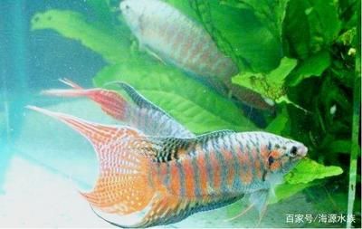 黑土魚(yú)觀賞魚(yú)（關(guān)于黑土魚(yú)的一些詳細(xì)信息） 朱巴利魚(yú)苗 第3張