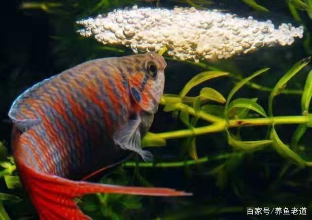 觀賞魚(yú)的溫度在多少度適宜（關(guān)于觀賞魚(yú)的水溫管理） 黑桃A魚(yú) 第1張