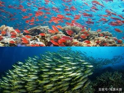 成群游的觀賞魚有哪些（成群游動的觀賞魚） 豹紋夫魚苗 第1張