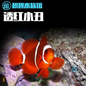 觀賞魚海水魚好養(yǎng)嗎知乎（海水觀賞魚的養(yǎng)護(hù)技巧海水觀賞魚的養(yǎng)護(hù)技巧） 祥龍傳奇品牌魚缸 第3張